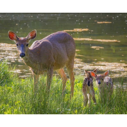Washington, Seabeck Blacktail deer with fawns